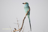 Sahelscharrelaar - Abyssinian Roller - Coracias abyssinicus