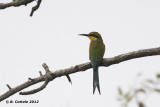 Zwaluwstaartbijeneter - Swallow-tailed Bee-eater - Merops hirundineus