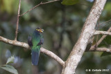Narina Trogon - Narina's Trogon - Apaloderma narina