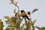 Feeënhoningzuiger - Beautiful Sunbird - Cinnyris pulchellus