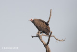 Kapgier - Hooded Vulture - Necrosyrtes monachus