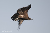 Kapgier - Hooded Vulture - Necrosyrtes monachus