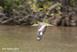 Senegalese Griel - Senegal Thick-knee - Burhinus senegalensis