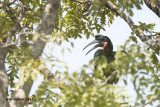 Noordelijke Hoornraaf - Abyssinian Ground Hornbill - Bucorvus abyssinicus