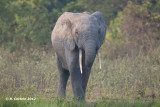 Olifant - Elephant - Loxodonta africana