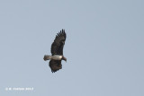 Vechtarend - Martial Eagle - Polemaetus bellicosus