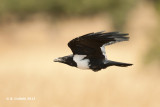 Schildraaf - Pied Crow - Corvus albus