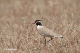 Zwartkopkievit - Black-headed Lapwing - Vanellus tectus