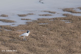 Krokodilwachter - Egyptian Plover - Pluvianus aegyptius