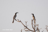 Grijze Tok - African Grey Hornbill - Tockus nasutus