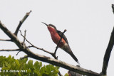 Roze Bijeneter - Rosy Bee-eater - Merops malimbicus