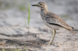Senegalese Griel - Senegal Thick-knee - Burhinus senegalensis