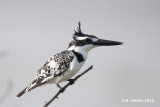 Bonte IJsvogel - Pied Kingfisher - Ceryle rudis