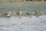Vorkstaartplevier - Collared Pratincole - Glareola pratincola