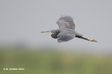 Westelijke Rifreiger - Western Reef Egret - Egretta gularis
