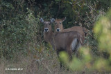 Waterbok - Waterbuck - Kobus ellipsiprymnus