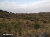 Tongo Hills