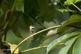 Zwartkapapalis - Black-capped Apalis - Apalis nigriceps
