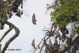 Vleerhond - Flying Fox