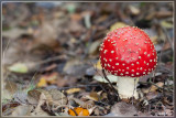 _MG_7107.jpg
