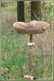 Grote parasolzwam - Macrolepiota procera