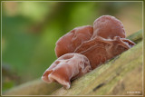 Judasoor - Auricularia auricula-judae