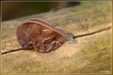 Judasoor - Auricularia auricula-judae