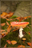 Vliegenzwam - Amanita muscaria