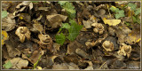 Gekraagde aardster - Geastrum triplex