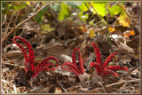 Inktviszwam - Clathrus archeri