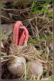 Inktviszwam - Clathrus archeri
