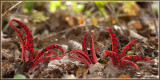 Inktviszwam - Clathrus archeri