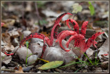 Inktviszwam - Clathrus archeri