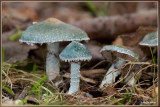 Valse kopergroenzwam - Psilocybe caerulea