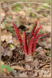 Inktviszwam - Clathrus archeri