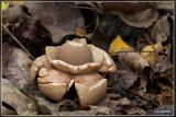 gekraagde aardster