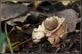 Gekraagde aardster - Geastrum triplex