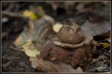 Gekraagde aardster - Geastrum triplex