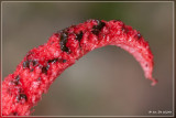 Inktviszwam - Clathrus archeri