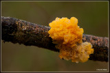 Gele Trilzwam - Tremella mesenterica