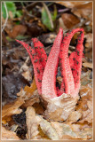 Inktviszwam - Clathrus archeri