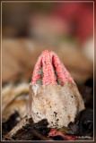 Inktviszwam - Clathrus archeri