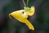 Pale Touch-me-not (Impatiens pallida)