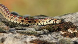European ratsnake Zamenis situla leopardovka_MG_5516-111.jpg
