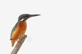 Kingfisher Alcedo athis vodomec_MG_9748-111.jpg