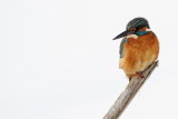 Kingfisher Alcedo athis vodomec_MG_9711-111.jpg