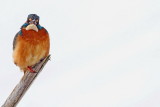 Kingfisher Alcedo athis vodomec_MG_9724-111.jpg