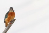 Kingfisher Alcedo athis vodomec_MG_9704-11.jpg