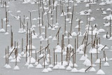 Snowing sneenje_MG_0686-111.jpg