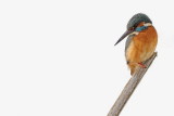 Kingfisher Alcedo athis vodomec_MG_9745-111.jpg